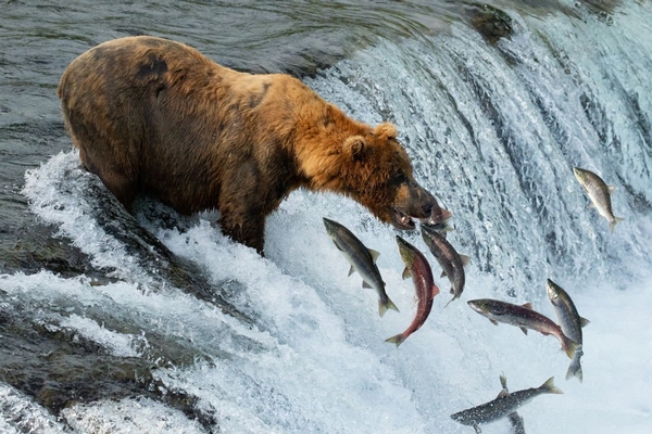 Alaska Hunting and Fishing Combo Trip at its Best with Nushagak Guides!